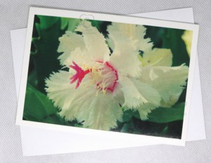 Zygocactus variety Aspen the world's first frilly petaled Zygocactus on a greeting card
