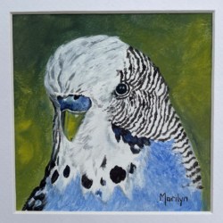 Original Acrylic Wildlife Painting “Bluey Budgie”