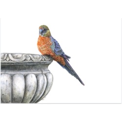 Western Rosella with planter A4 Print
