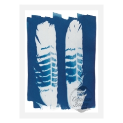 Red Tailed Black Cockatoo Tail Feathers – Original cyanotype print