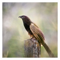 ‘Pheasant’ – Framed Photograph